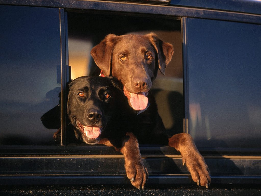 Lab Cab